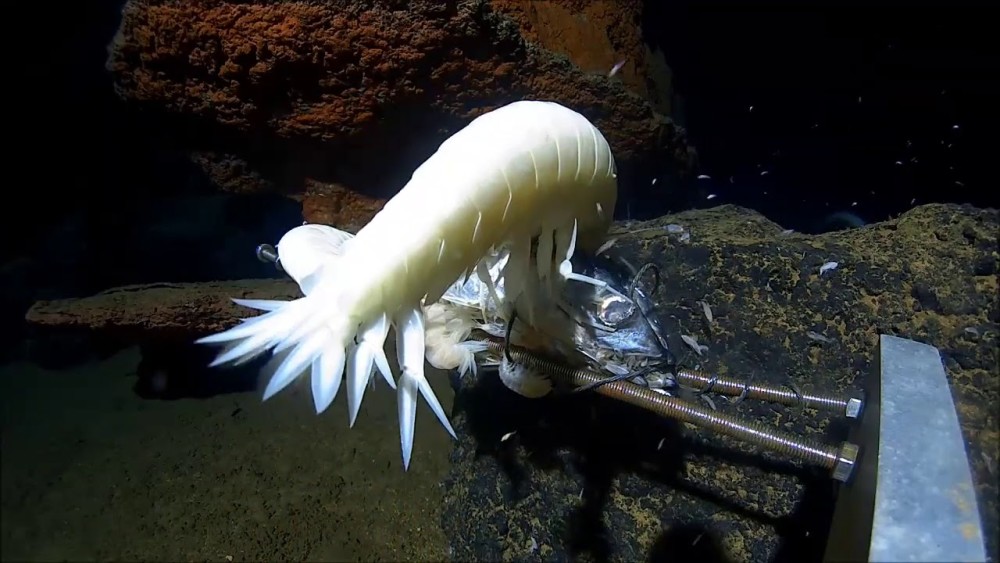 从大陆架浅海200米到马里亚纳海沟万米深渊大海里都有什么神奇生物