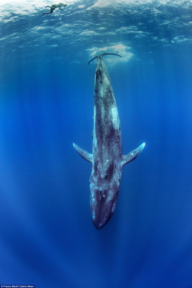 从大陆架浅海200米到马里亚纳海沟万米深渊:大海里都有什么神奇生物?