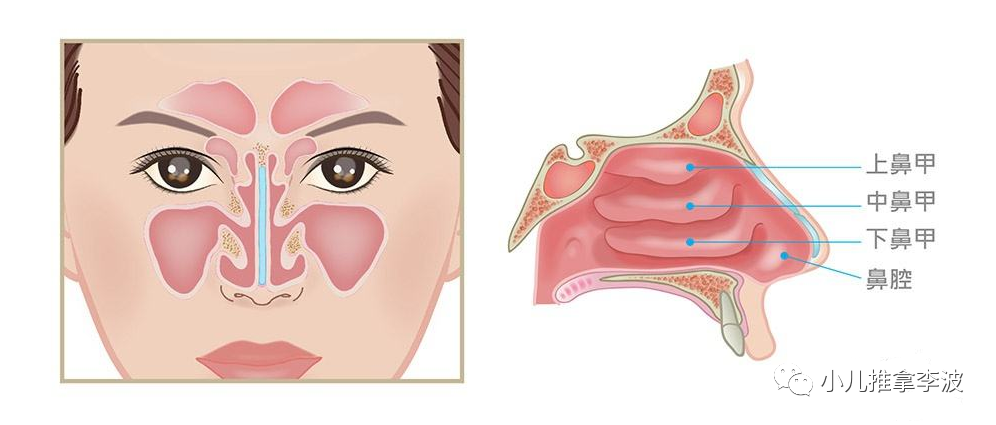 小儿推拿李波鼻甲肥大的原因症状危害小儿推拿调理及养护