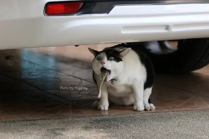 铲屎官抓拍到猫咪吐毛球的瞬间,好心疼这小可爱