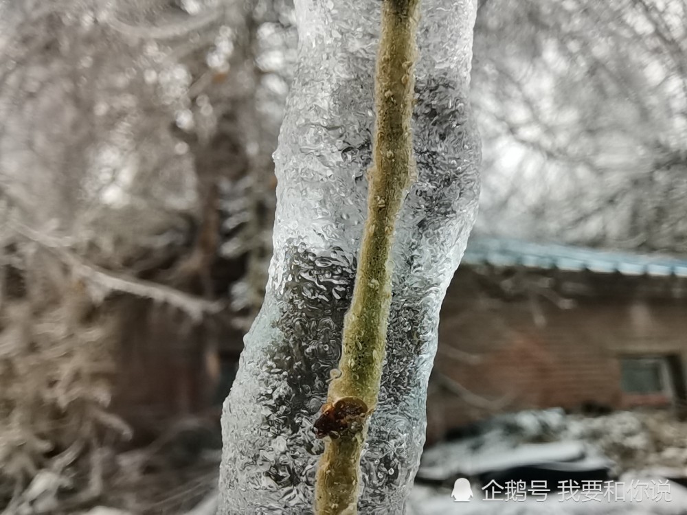 长春突遭一夜降雪第二天成冰雪世界玉树琼花轿车成冰琥珀