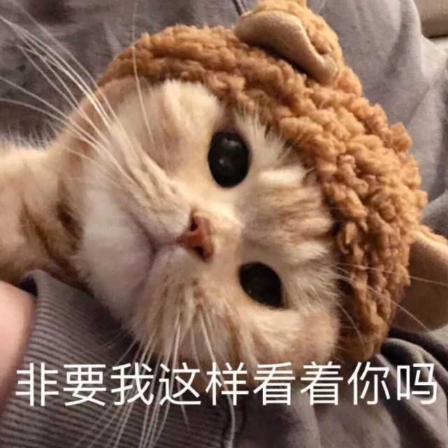 来一组可爱猫咪表情包