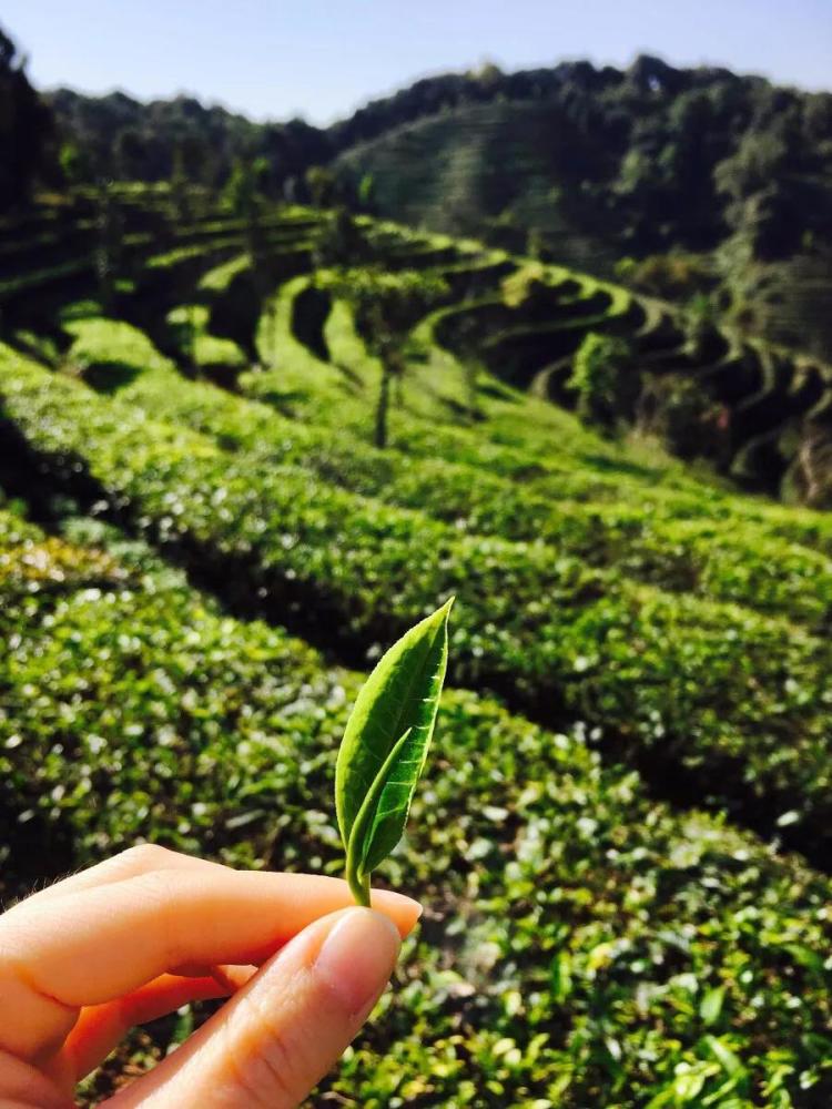 我们将走进普洱的万亩茶园,带你走进茶山做一回茶农,当一次地道采茶人