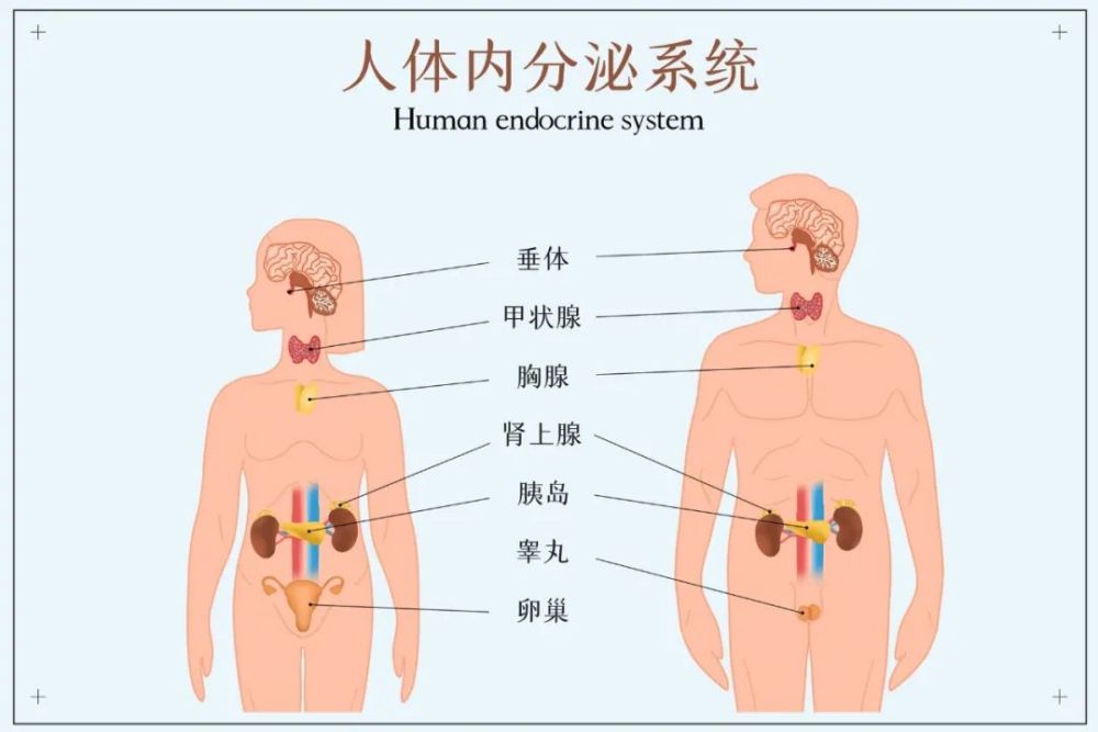 内分泌失调症状