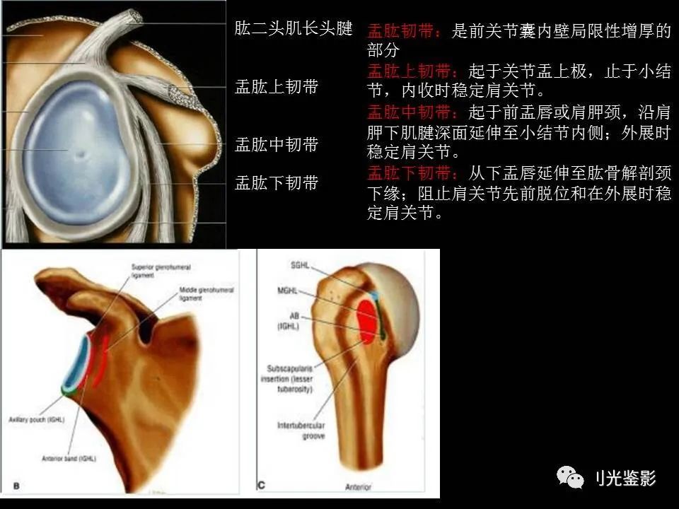 肩关节mri解剖肩袖损伤诊断技巧对应动图效果超赞