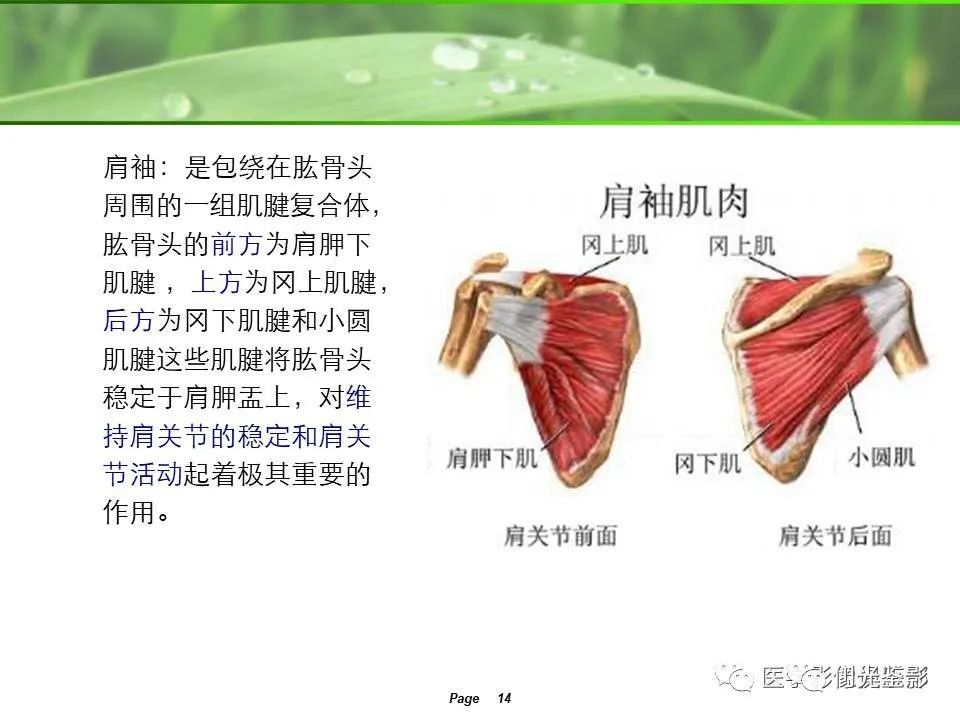 肩关节mri解剖肩袖损伤诊断技巧