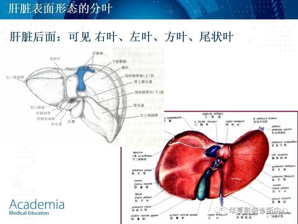 肝脏的基本解剖及分段