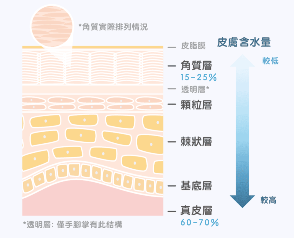 皮肤表皮分为角质层,透明层,颗粒层,是肌肤保持水分的关键.