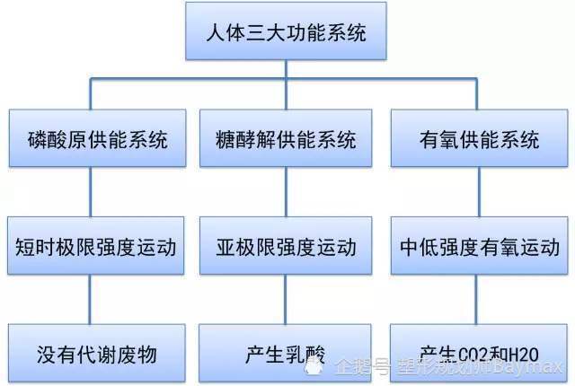 产生这个反应的系统就是我们常说的人体供能系统!