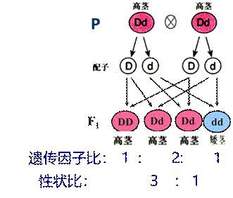 高中生物《孟德尔的豌豆杂交实验(一》微课精讲 知识点 课件教案习题