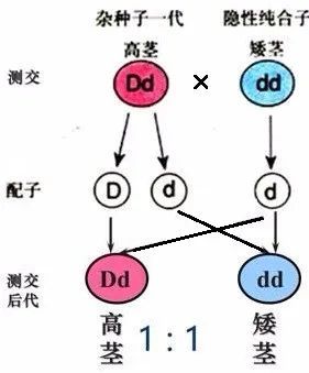 【知识目标】教学目标:教案微课视频(2)遗传图解受精时,雌雄配子的