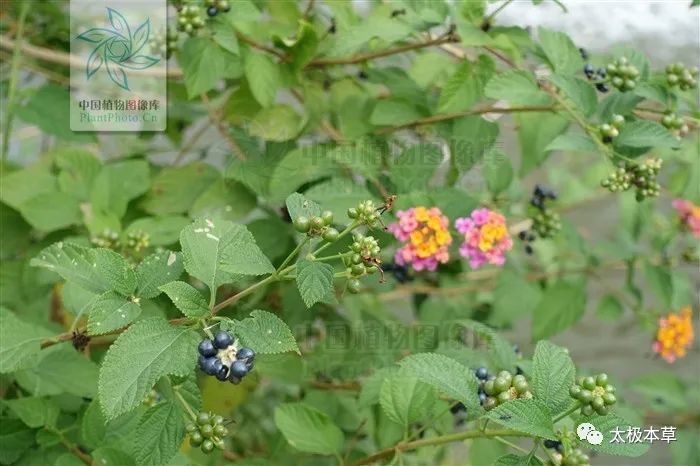 别名龙船花,山大丹,大红乡球,珊瑚球,臭金凤,如意花,土红花,杀虫花,臭