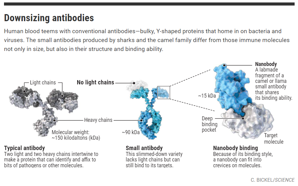 纳米抗体(nano-antibody),这下大小就只有15kda左右,算得上是非常袖珍