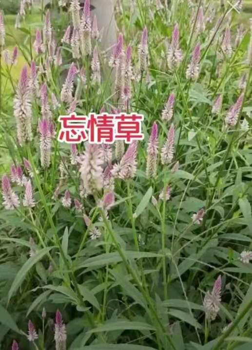 忘情草