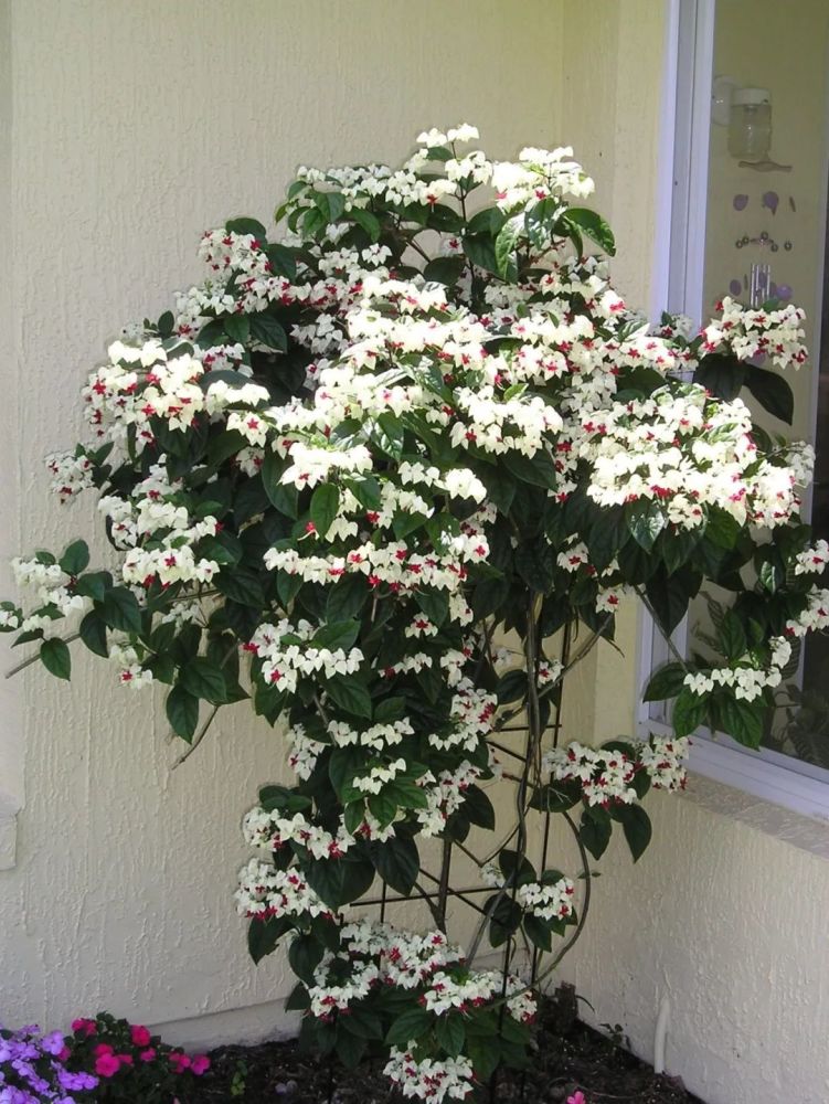 室内半阴的窗台边养的盆栽龙吐珠,叶子翠绿,可经常开花