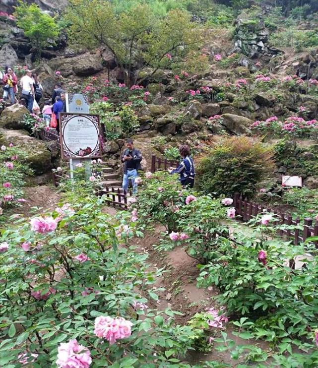 四川彭州的丹景山景区,海拔不高,牡丹很美