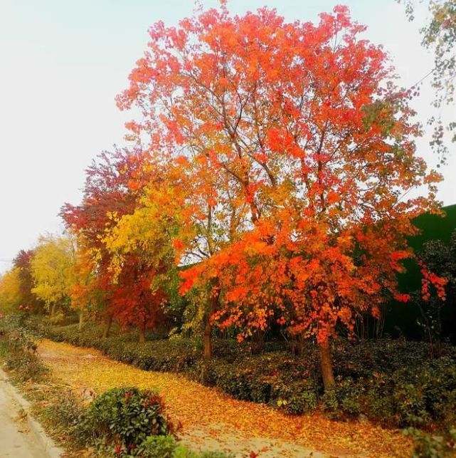 虞城的秋天,红樟树红似火,柿子压满枝……这番美景等你来领略!