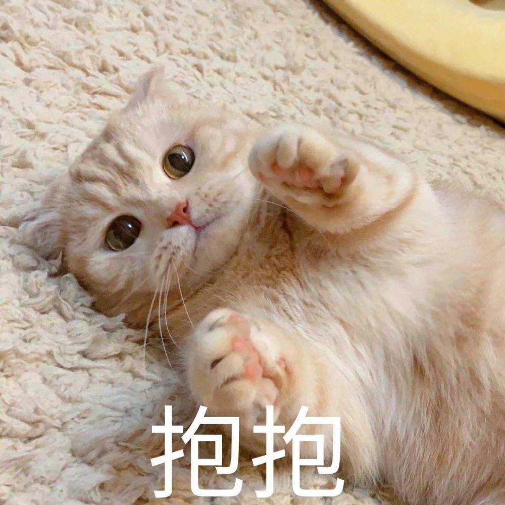 猫猫可爱表情包冰冷的心没有火花终将散落尘世