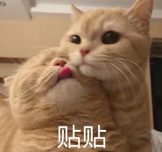 猫猫可爱表情包冰冷的心没有火花终将散落尘世