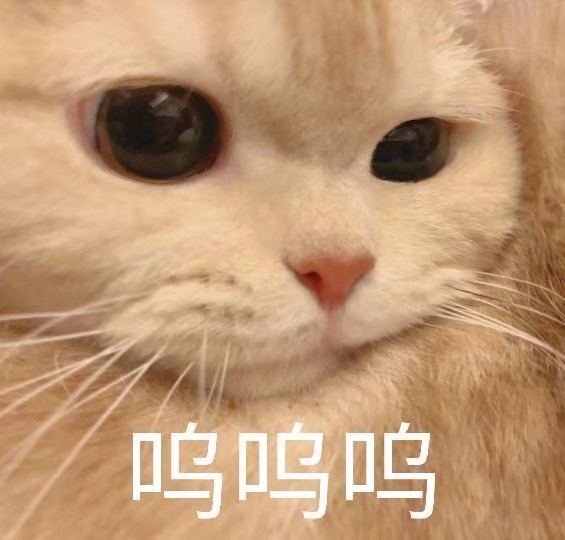 猫猫可爱表情包冰冷的心没有火花终将散落尘世