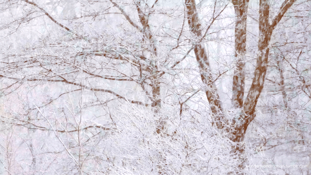 关注我们 初雪 初雪:入冬后的第一场雪 初雪有非常唯美的寓意.