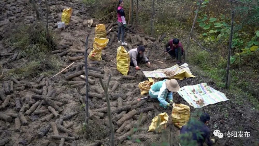 略阳县有多少人口_略阳县人民张家坝图片(2)
