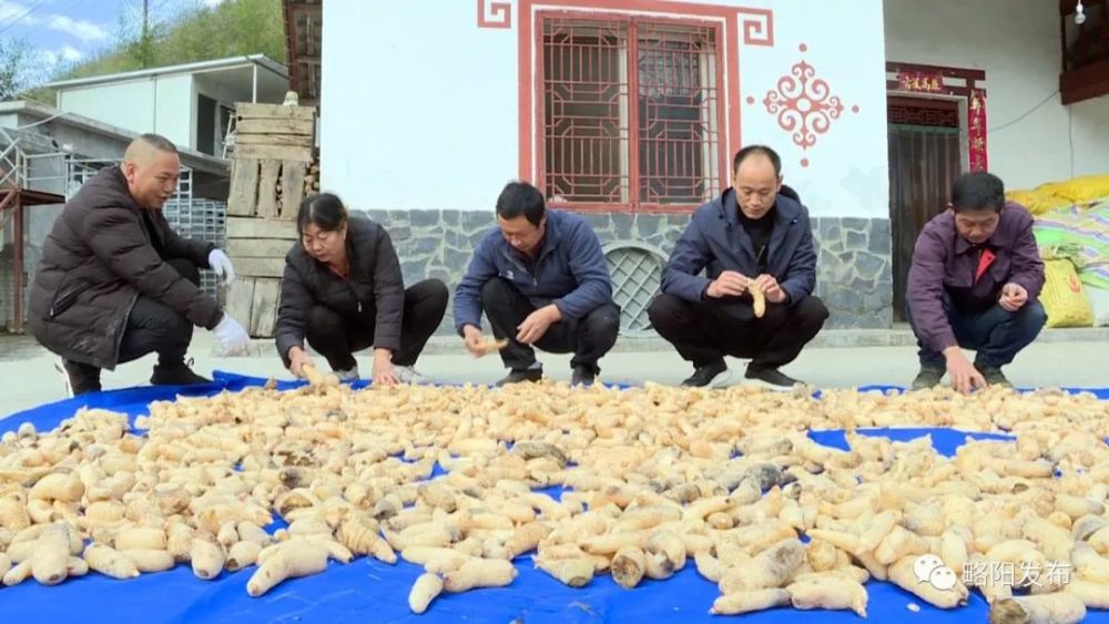 略阳县有多少人口_略阳县人民张家坝图片