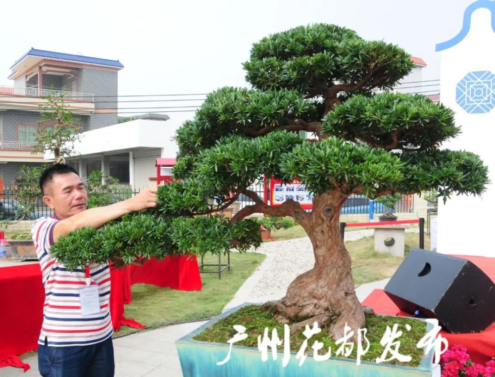 把盆景种成风景,广州唯一!花都这条"亿元村"是怎样炼成的?