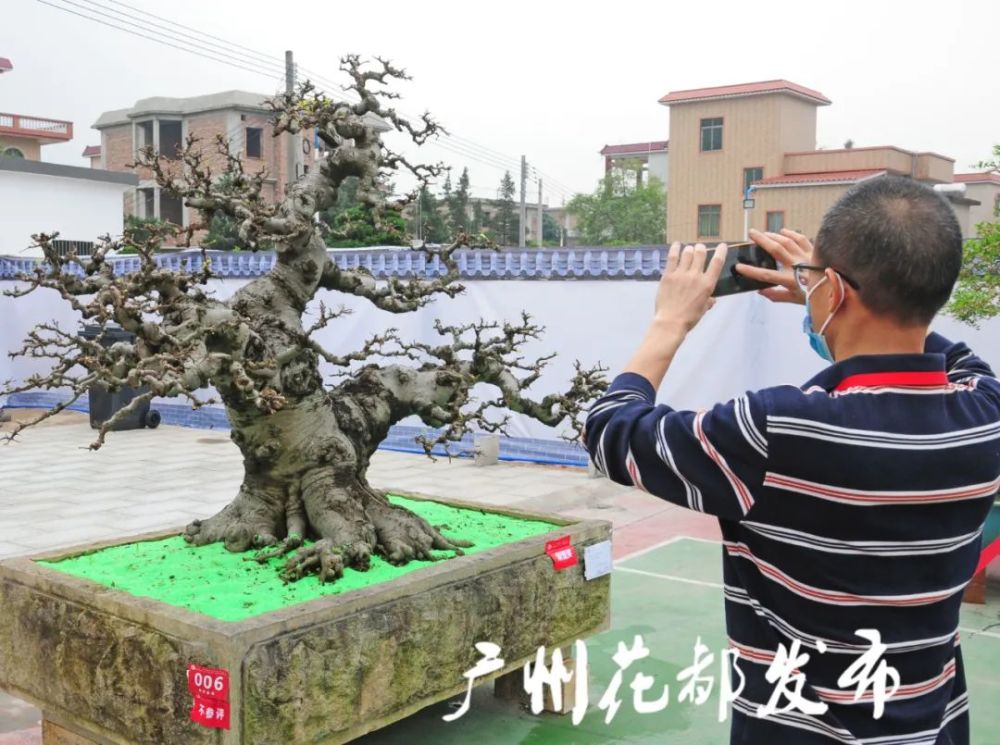 花都特色文旅融合发展样板区的目标,加速推进岭南盆景小镇建设,盆景