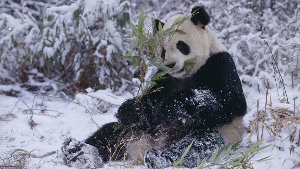 大熊猫不冬眠那它们怎么过冬的