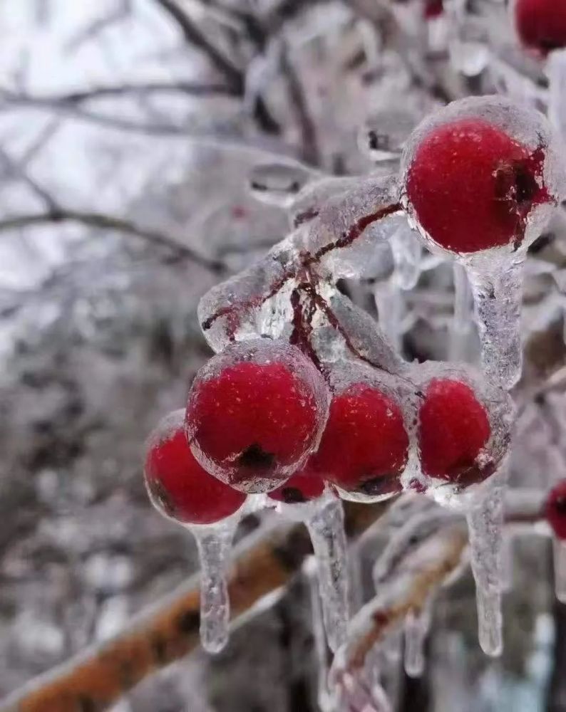 (图为吉林,冰雪冻结了树上的叶子  网友供图)