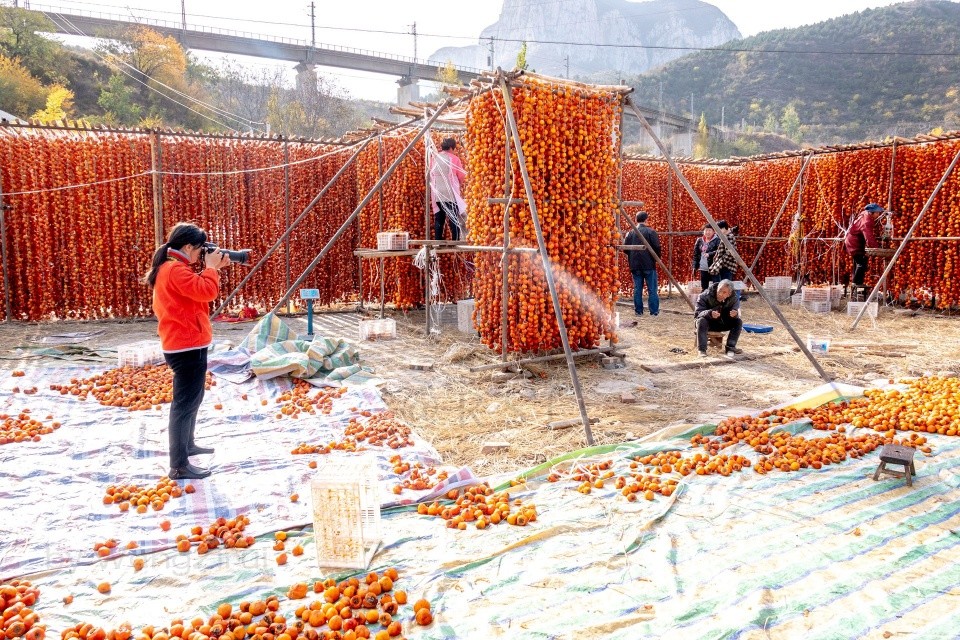 晒柿饼场面红火:柿树开花时遭遇倒春寒,柿果收购遇到小难题