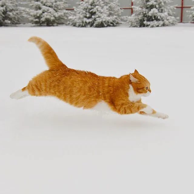 猫趣|战斗民族的橘猫,长着招财猫的脸蛋,却霸气十足不怒自威