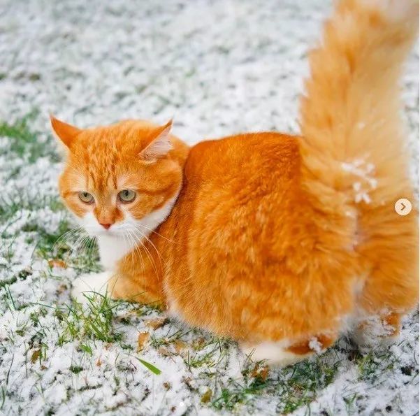 长得像招财猫的橘猪,一动起来,居然有"猛虎出山"的气场!