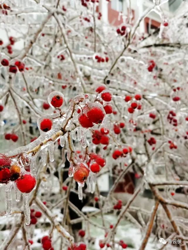 北国冬雪飞,谁与佳人赏