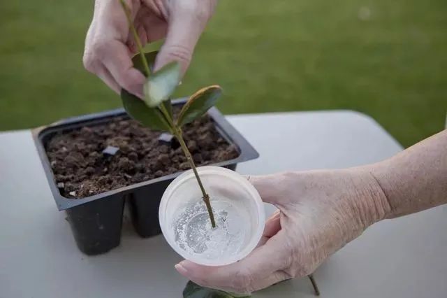 植物用枝条水培扦插生根移栽到盆土中做好这4点就能成功