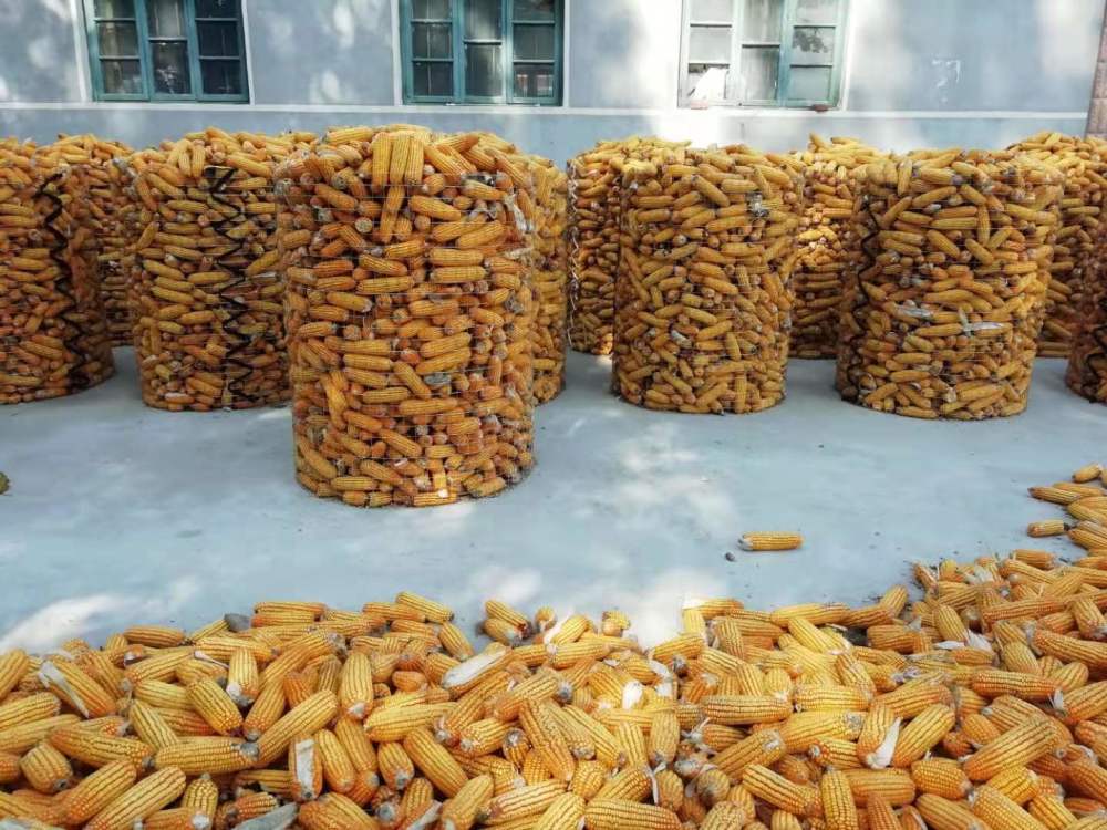1000