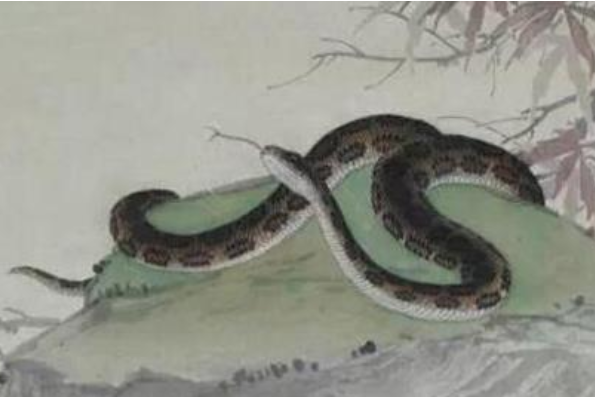 快考试了梦见蛇，预示挑战与机遇并存的梦境解析