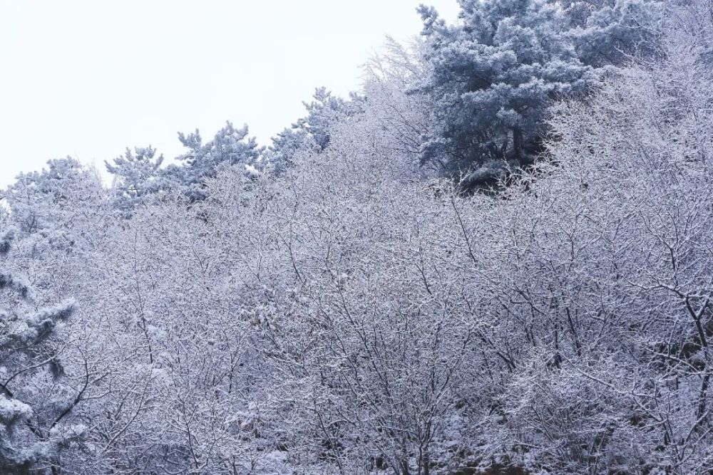 雪04雪0467雪04雪04雪0467商洛今冬第一场雪来啦