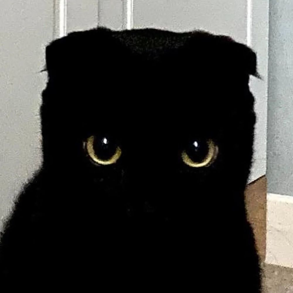 只能靠闪烁的大眼睛才能找到的黑猫,简直行走的黑洞啊