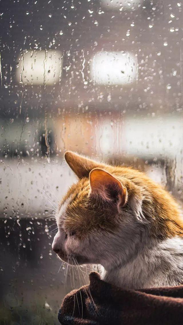 又是一个下雨的夜晚,听着窗外淅淅沥沥的雨声,久久不能入睡.