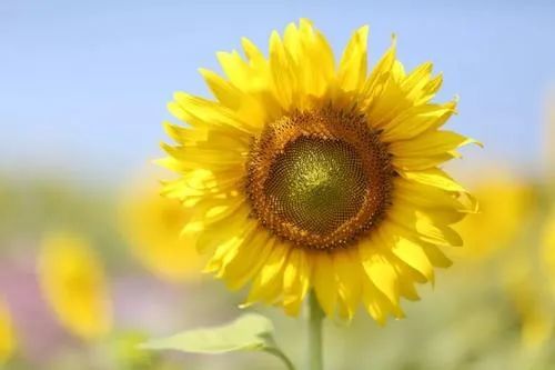 阳光心情正能量语录v信号:sunyulu68 一首歌,一张图,一段话,遇见更好