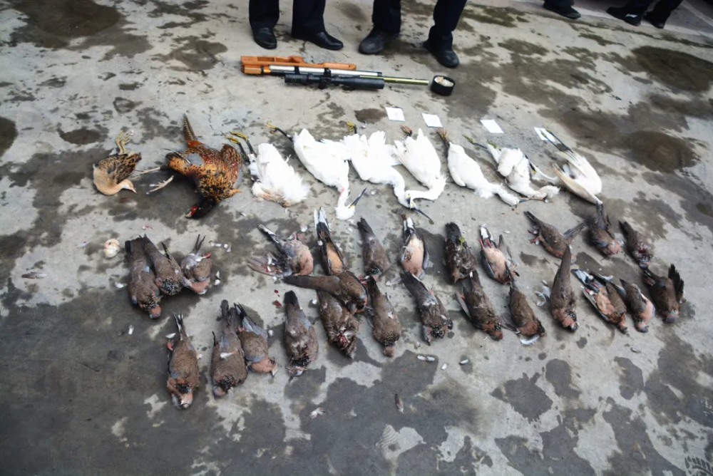 泸州一夫妻野外射鸟4个小时猎杀斑鸠白鹭等39只警方涉嫌非法狩猎立案