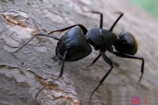 大型兵蚁和蚁后与工蚁的体形差别数百倍,简直是不可思议.