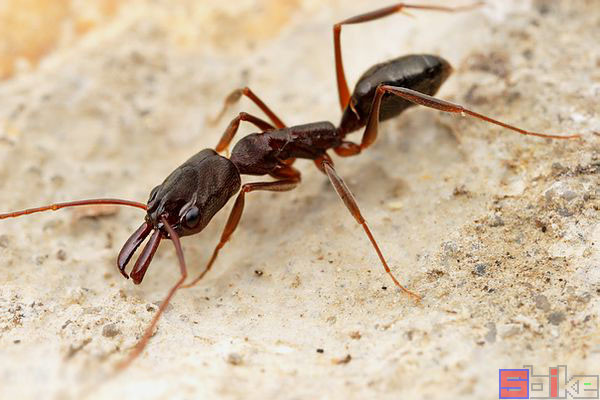 非常普通且常见的宠物蚂蚁,"蚁力神"就是这个蚁做的,在亚洲南方分布