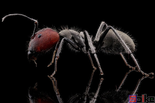 sbike动植物百科:十大热门经典的宠物蚂蚁,观察建设家园!