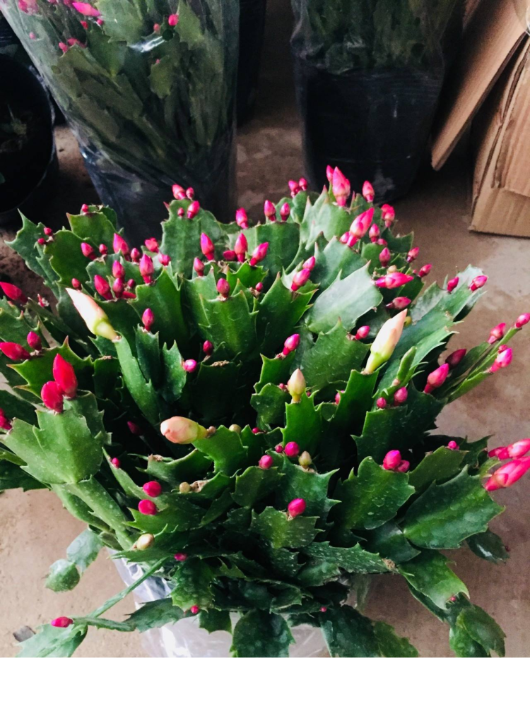 1000