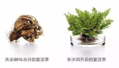 密罗木叶茎提取物是纯植物萃取纯天然配方,含有抗氧化成分,促进皮肤