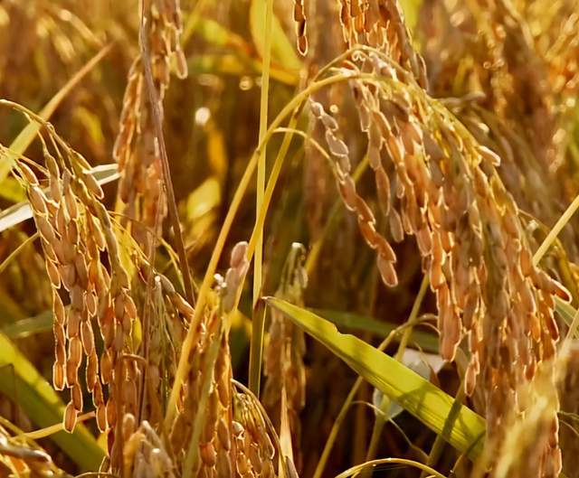 黑龙江五常市男子种水稻,一斤大米15元以上,一年卖出7