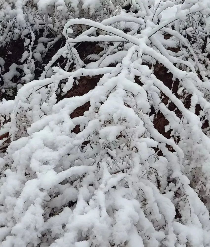 局地暴雪!陕西多地雪景刷屏!